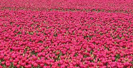 Des tulipes à l'infini. sur Corine Dekker