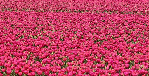 Oneindige hoeveelheid tulpen.