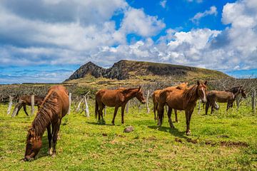 Horses on Easter Island by Ivo de Rooij