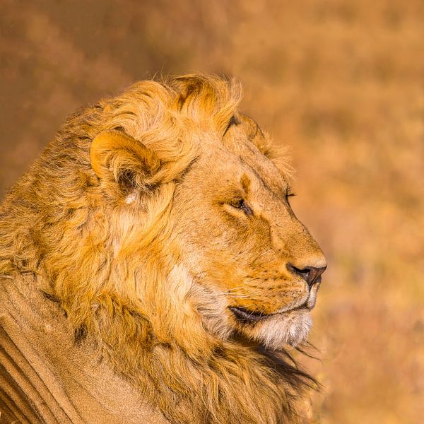 Lion on safari by Omega Fotografie