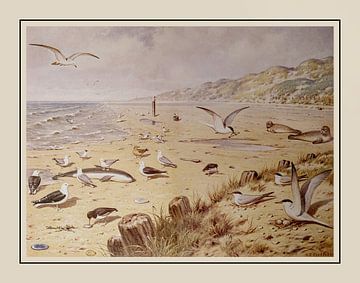 Schoolplaat M.A.  Koekkoek - "Aan het strand" van Anita Meis