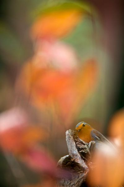 Robin par Gonnie van de Schans