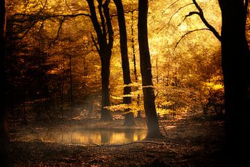 Liquid Gold (Forêt d'automne néerlandaise)