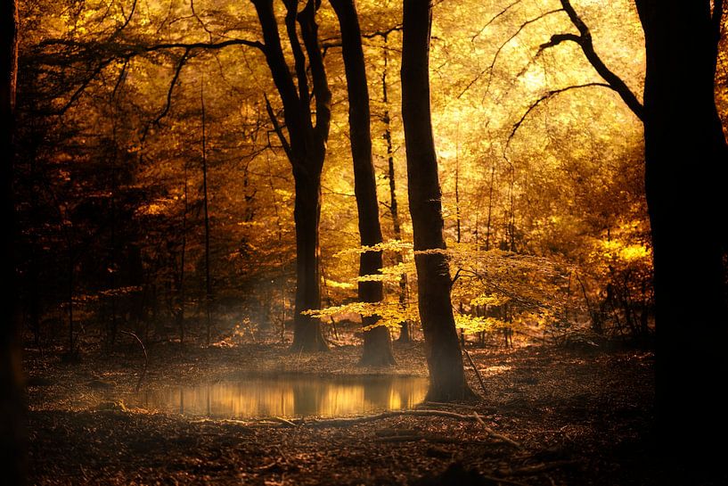 Liquid Gold (Forêt d'automne néerlandaise) par Kees van Dongen