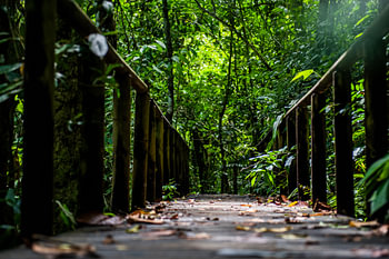 Costa Rica, Holzbrücke