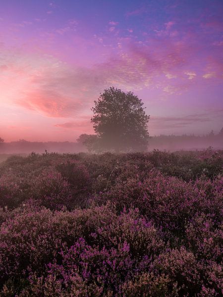 morning heath by snippefotografie