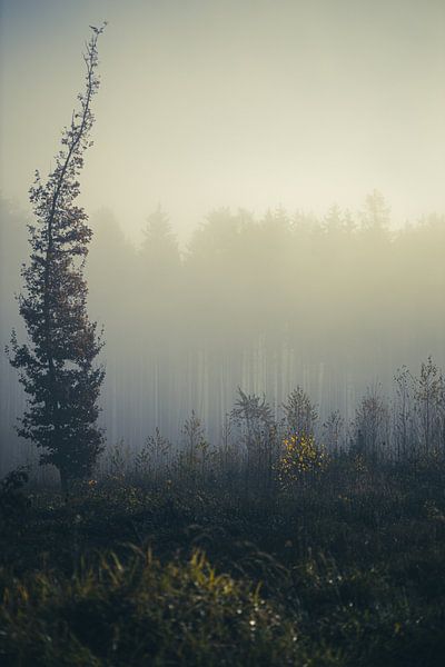 A tree like a feather by Matthias Ettinger