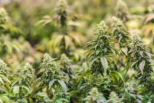 Cannabisplanten