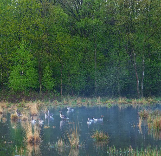 Strubben-Kniphorst-Wald - Drentsche Aa (Niederlande) von Marcel Kerdijk