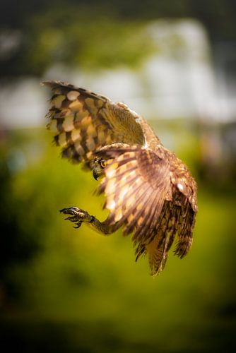 "Aiming for the kill"