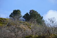 Bomen in duingebied