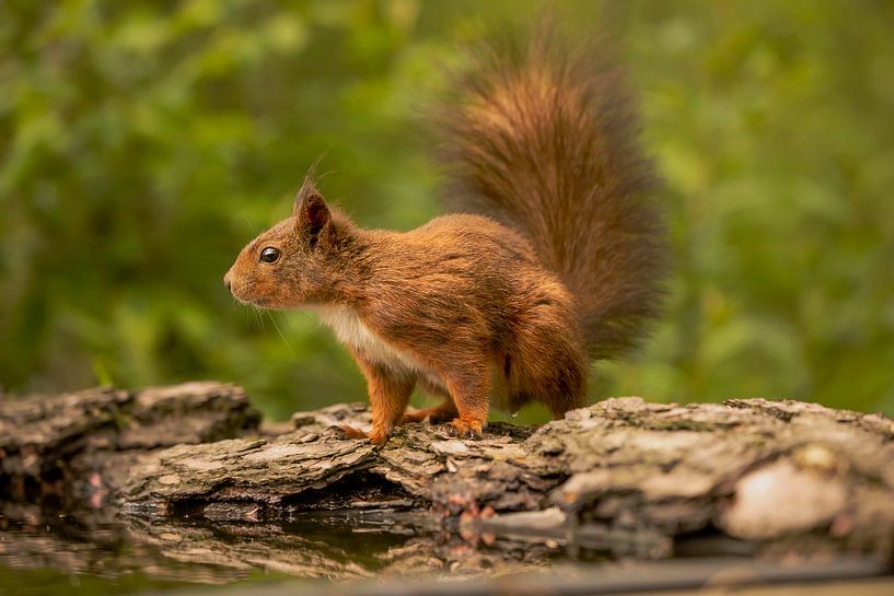 Eichhörnchen am Rande des Teiches. von Wouter Van der Zwan