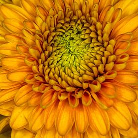 Sonnenblume Helianthus Annuus 'Teddy Bear von 2BHAPPY4EVER photography & art