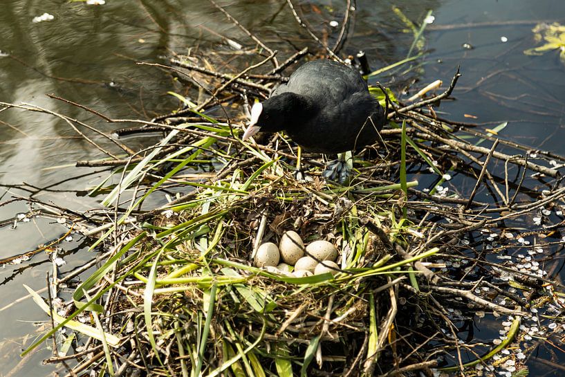 Blässhuhn auf dem Nest mit Eiern. von Carin IJpelaar