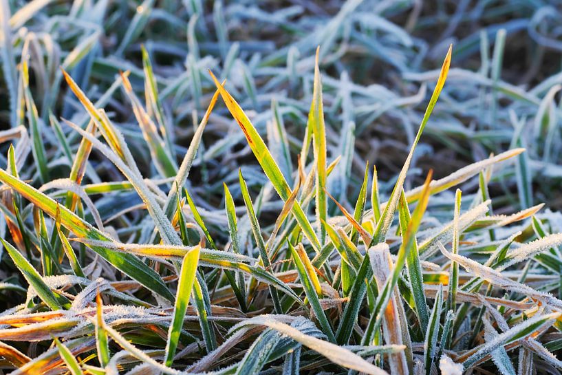 Meadow with hoarfrost at sunrise 1 by Jörg Hausmann