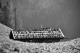 Rustic alpine hut in the Berchtesgaden Alps, black and white by Christian Peters