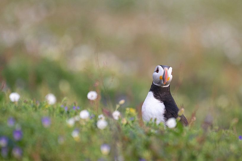 Papageientaucher zwischen Blumen von Rene van Dam