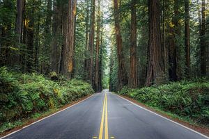 Allee der Giganten von Loris Photography