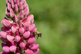 bee dance by Eveline De Brabandere