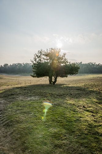 Boom in de zon