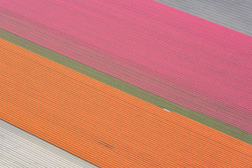 Tulpenfelder mit orange und rosa Tulpen von Sjoerd van der Wal Fotografie