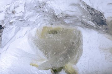 Witte ranonkel in ijs 4 van Marc Heiligenstein