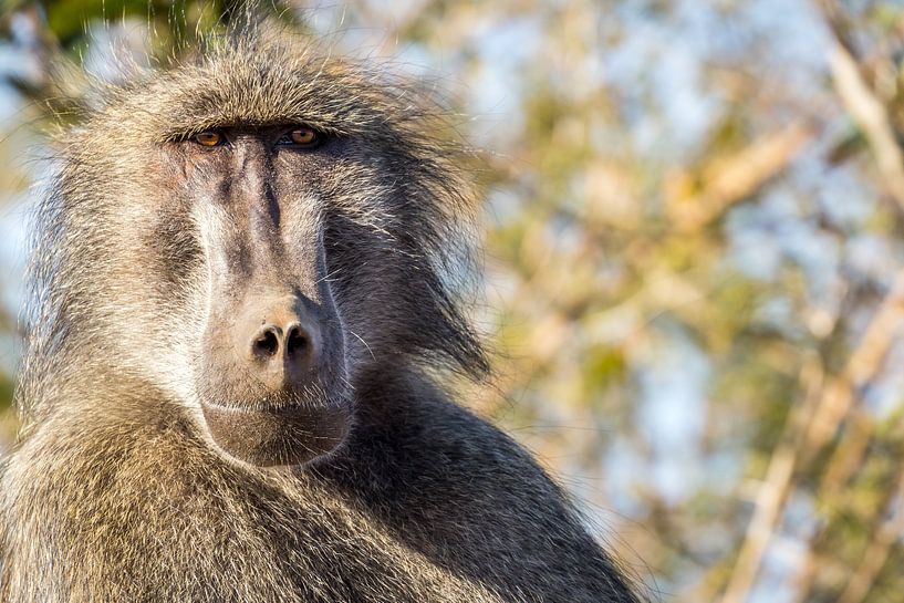 Portrait de babouin par Edwin Mooijaart
