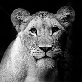 Lioness by Jannes Boonstra