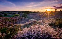 Sunset blooming heather