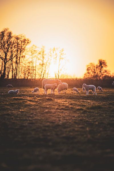 Lambs in Zwolle by S van Wezep