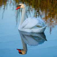 Swan in the last light of day