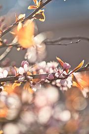 fleurit dans le soleil du matin