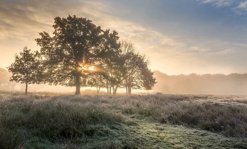 Stralende opkomende zon achter boom  Wijffelterbroek bij het Vosseven