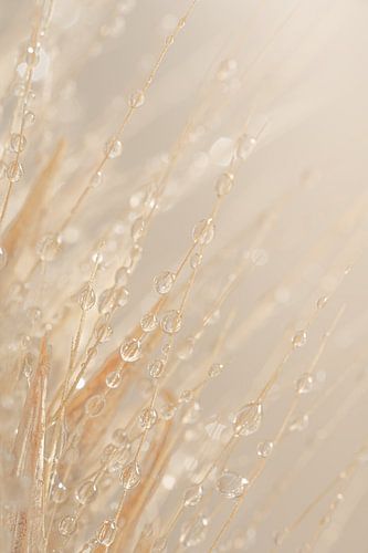 Zachte natuurlijke abstractie: Druppeltjes aan de grasaren