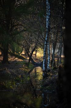 Lumière du soir dans la réserve naturelle de Herperduinen