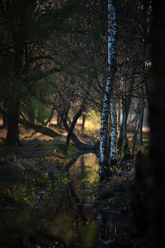 Lumière du soir dans la réserve naturelle de Herperduinen