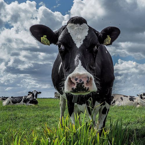 Portrait de la vache n° 1