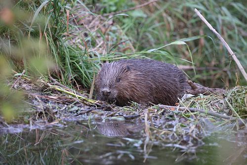 Europese bever Zwabische Alb Baden-Württemberg Duitsland