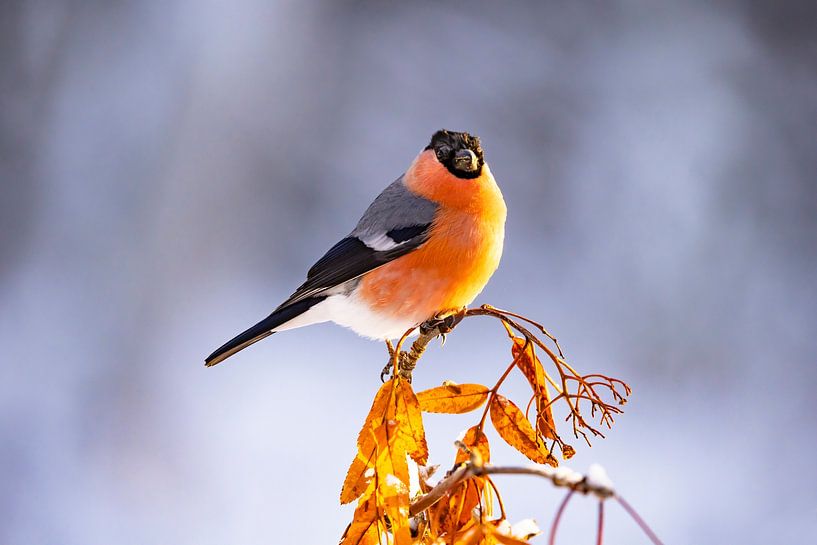 The Northern Bullfinch, Pyrrhula pyrrhula (Bullfinch) by Gert Hilbink
