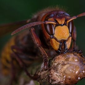 Europese hoornaar (vespa crabro). van Jeroen  Ruël