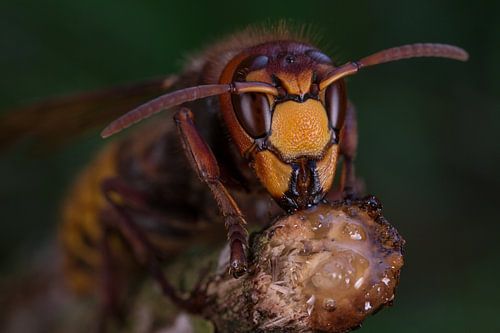 Europese hoornaar (vespa crabro).
