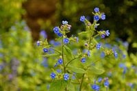 Blauwe bloemen