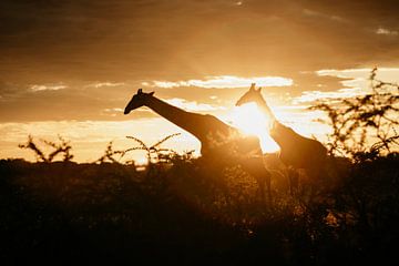Morning has gold in its mouth - and giraffes by Leen Van de Sande
