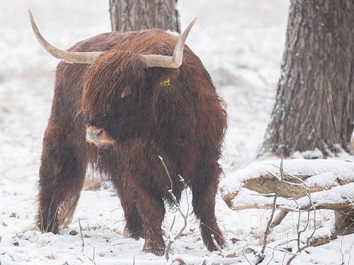 Schotse Hooglander in de sneeuw