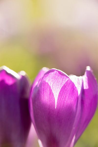 bloemenkunst |   macrofoto van krokus, oranje meeldraden in een bloem | fine art foto print van Karijn | Fine art Natuur en Reis Fotografie