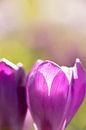 bloemenkunst |   macrofoto van krokus, oranje meeldraden in een bloem | fine art foto print van Karijn | Fine art Natuur en Reis Fotografie thumbnail