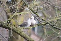 Love Birds