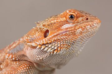Baardagame (Pogona vitticeps) van Ronald Pol