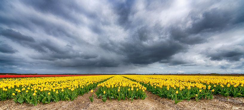 Gele Tulpen 2020 C van Alex Hiemstra