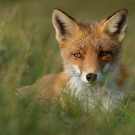 Le renard doux sur Yvonne van der Meij